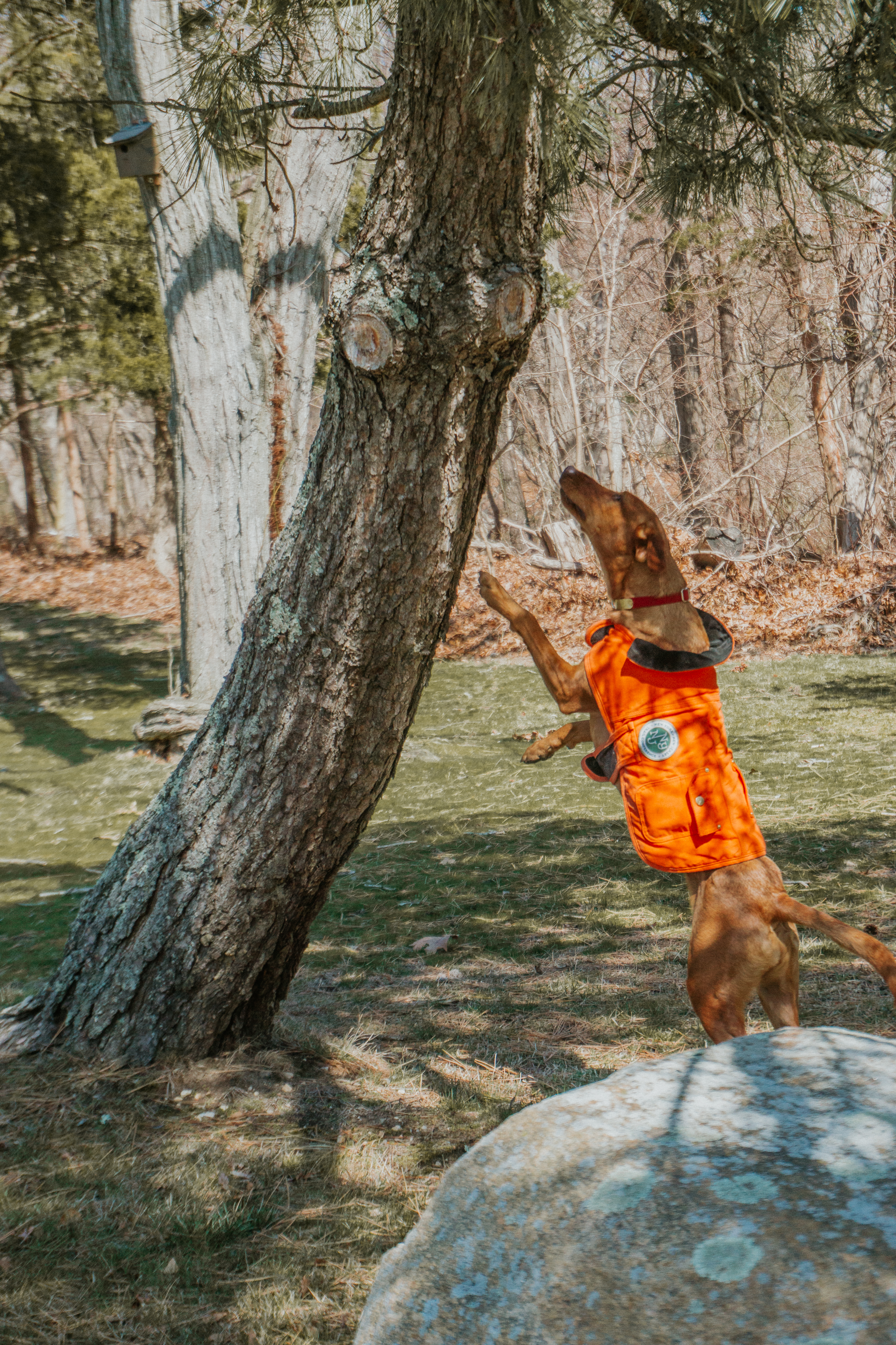 Conservation Dog Dia surveying for invasive species. Photo by Arden Blumenthal.